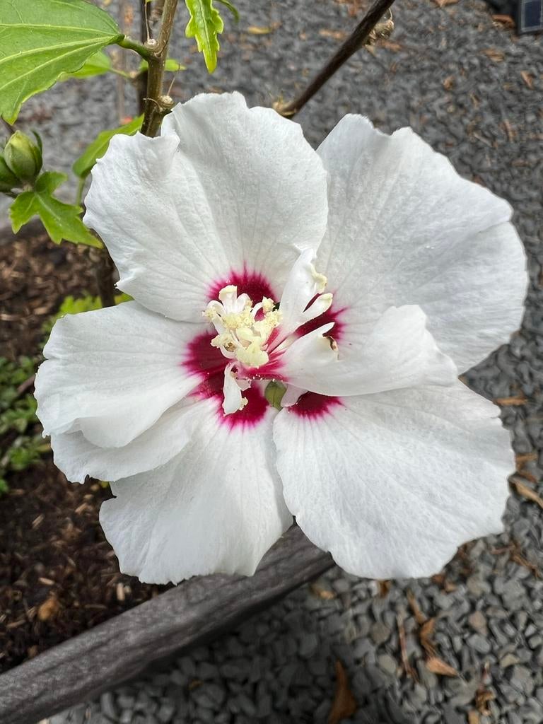 Hibiscus planten, diverse kleuren & maten, uitzoeken, Overige soorten, Volle zon, Vaste plant, Ophalen of Verzenden