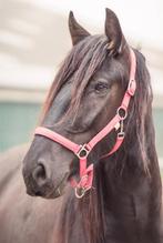 Te koop, 5 jarige tinker x fries merrie, Dieren en Toebehoren, Ophalen, Nieuw