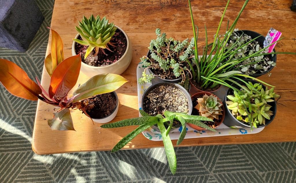 8 kamerplanten, Huis en Inrichting, Ophalen, Vetplant, In pot, Minder dan 100 cm