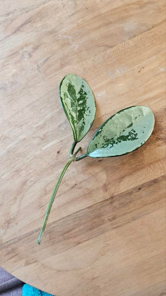 Hoya AH074, Ophalen of Verzenden, Halfschaduw, Minder dan 100 cm