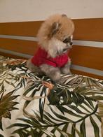 Pomerian pomeriaan, Keeshond, Reu, 8 tot 15 weken, Parvo