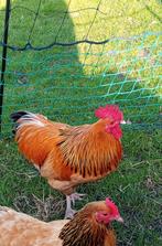 Mooie rustige Sussex buff Columbia haan, Mannelijk, Kip