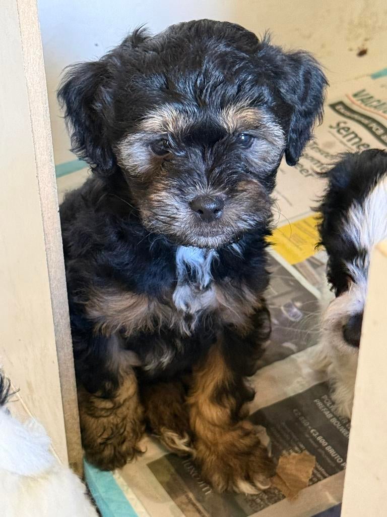 BoomPoo puppy, 8 tot 15 weken, Eén hond, Nederland, Particulier