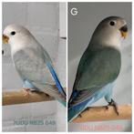 Jong (kweek)koppel agapornis roseicolli met dna certificaat, Meerdere dieren, Dwergpapegaai of Agapornis, Geringd