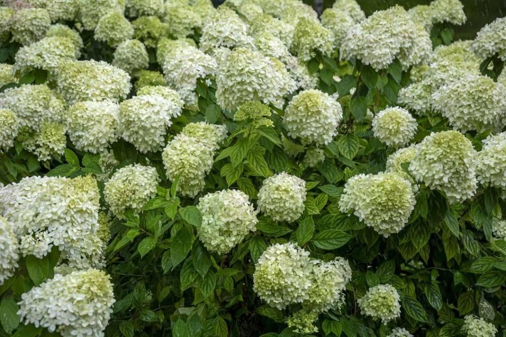 Hortensia WIT gevraagd, Volle zon, Vaste plant, Zomer, Ophalen