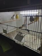 Glosters, Meerdere dieren, Kleurkanarie