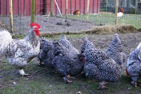 Mechelse koekoek: Broedeieren, Dieren en Toebehoren, Pluimvee, Kip, Geslacht onbekend