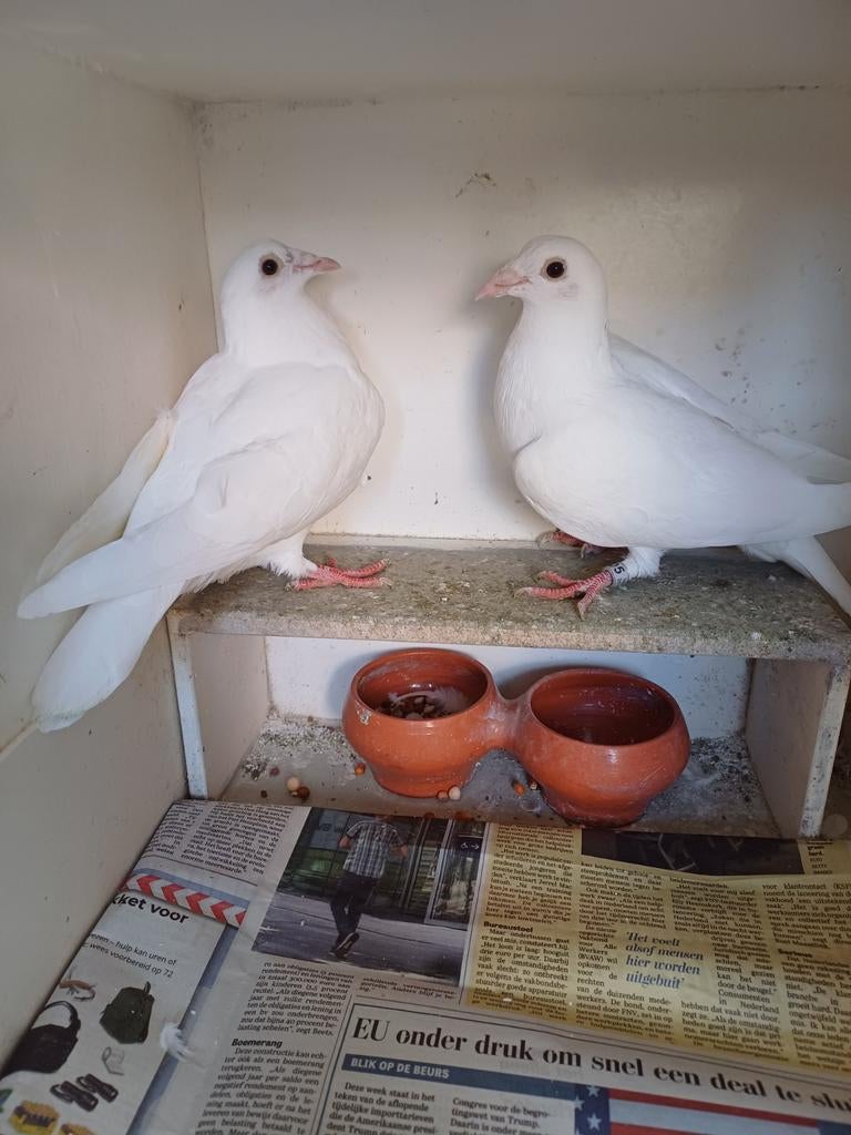 2jongen posten en 1 pieper, Postduif