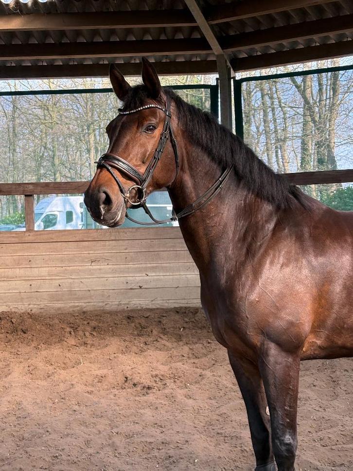 Te koop knappe merrie, Dieren en Toebehoren, Paarden, Merrie, ZZ, 165 tot 170 cm, 11 jaar of ouder, Dressuurpaard, Met stamboom