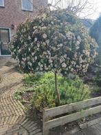 Sneeuwbal op stam - Viburnum tinus, Tuin en Terras, Planten | Tuinplanten, Overige soorten, Vaste plant, Ophalen of Verzenden