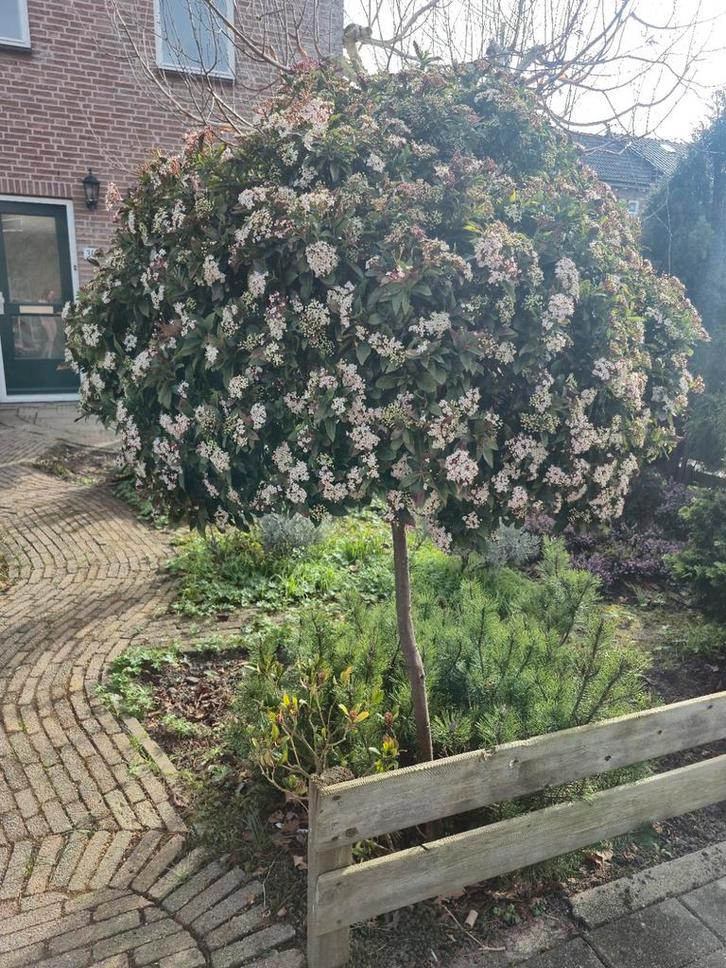 Sneeuwbal op stam - Viburnum tinus, Tuin en Terras, Planten | Tuinplanten, Vaste plant, Overige soorten, Halfschaduw, Herfst, Ophalen of Verzenden