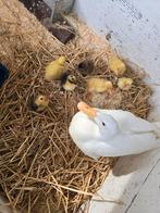 Indische loopeend kuikens, Dieren en Toebehoren, Pluimvee, Geslacht onbekend, Eend