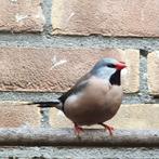Spitsstaartamadine, Dieren en Toebehoren, Mannelijk, Tropenvogel
