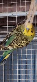 6 grasparkieten 2 koppels en 2 poppen, Meerdere dieren, Parkiet