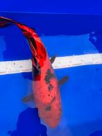 Hi Utsuri Koi, Dieren en Toebehoren, Karper of Koi