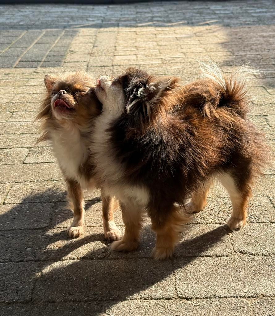2 lieve & mooie chihuahua teefjes, Dieren en Toebehoren, Honden | Chihuahua's en Gezelschapshonden, Teef, Parvo, Meerdere, Chihuahua