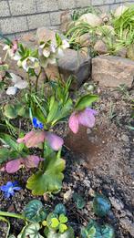 Helleborus ( kerstroos), Tuin en Terras, Planten | Tuinplanten, Vaste plant, Halfschaduw, Lente, Ophalen