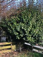 Mooie, grote olijfboom, Bloeit niet, 100 tot 250 cm, Olijfboom, Ophalen