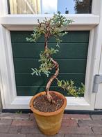 Bonsai starter Chamaecyparis Pisifera., Ophalen, Bloeit niet, Halfschaduw, Overige soorten