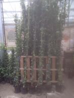 Grote volle gestokte Hedera hibernica 60/80 t/m 200/225 cm, Ophalen, Overige soorten, 100 tot 250 cm