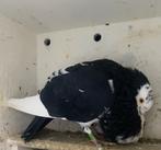 Zwartbonte doffer, Dieren en Toebehoren, Vogels | Duiven, Mannelijk, Kropper