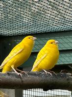 Gele mankanarie, Dieren en Toebehoren, Vogels | Parkieten en Papegaaien, Mannelijk, Parkiet
