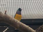 Gouldamadines wildkleur m, Meerdere dieren, Tropenvogel