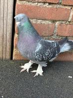 Takla doffer, Mannelijk, Kropper