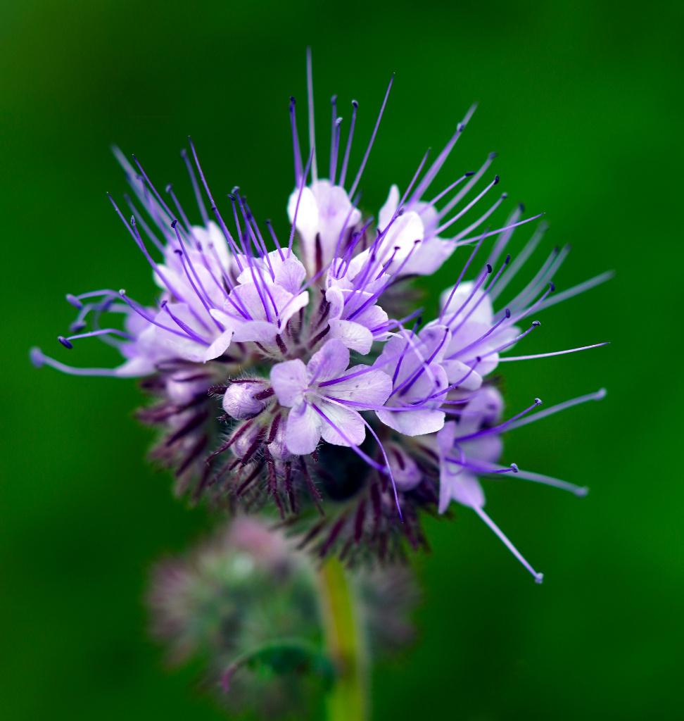 Phacelia zaden BIO, Verzenden, Zaad