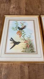 2x Litho van John Gould - Fruitduiven en Vogels, Ophalen of Verzenden
