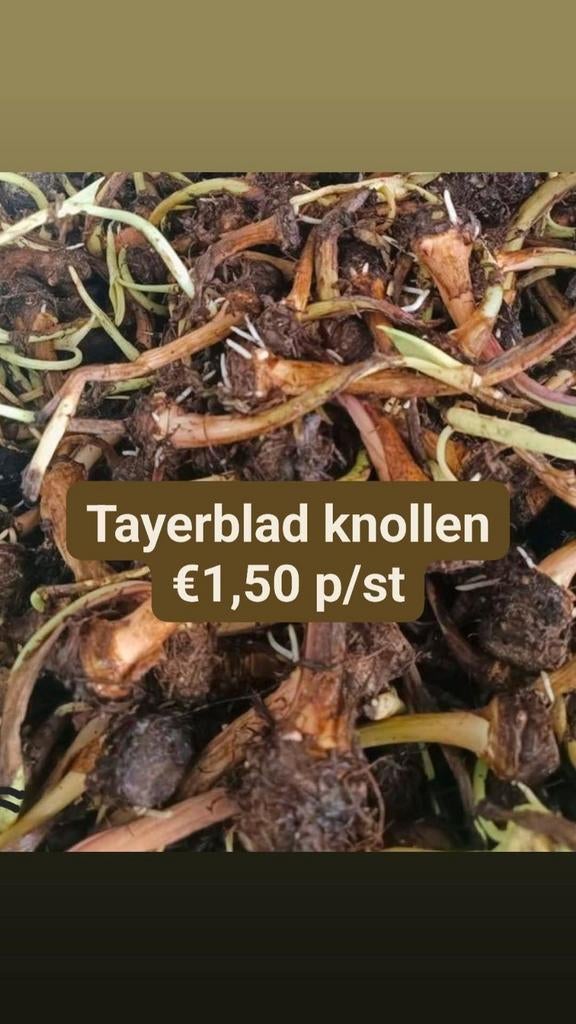 Tayerbladknollen, Tuin en Terras, Planten | Tuinplanten, Ophalen, Eenjarig, Overige soorten, Volle zon