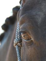 5 jarige ruin v. Glamourdale, Ophalen, Nieuw, Dressuur