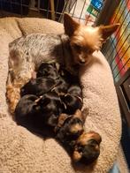 Puppies van miniyork, 8 tot 15 weken, Meerdere, Meerdere dieren, Parvo