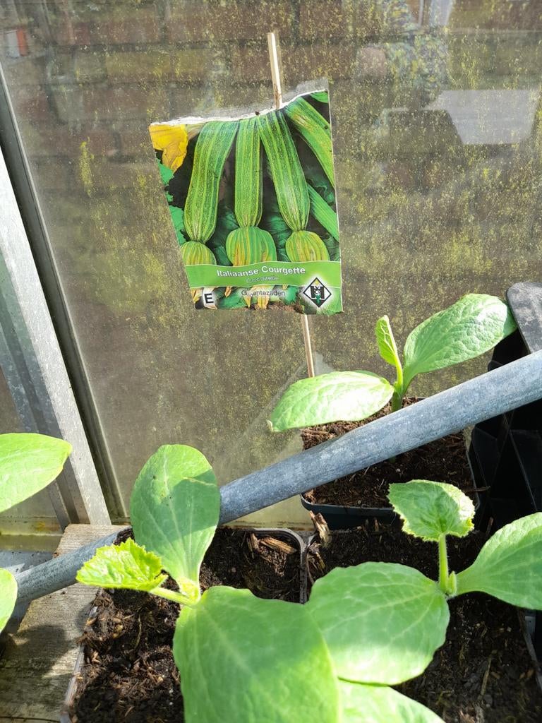 Courgette planten, Ophalen, Eenjarig, Groenteplanten, Volle zon
