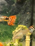 Guppen met mooie grote staart, Dieren en Toebehoren, Vissen | Aquariumvissen, Vis