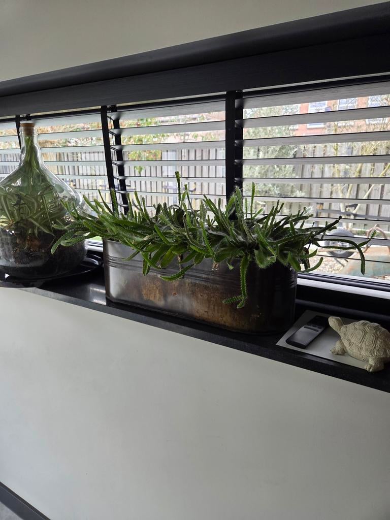 Twee plantenbakken met cactussoort, Tuin en Terras, Bloembakken en Plantenbakken, Ophalen of Verzenden