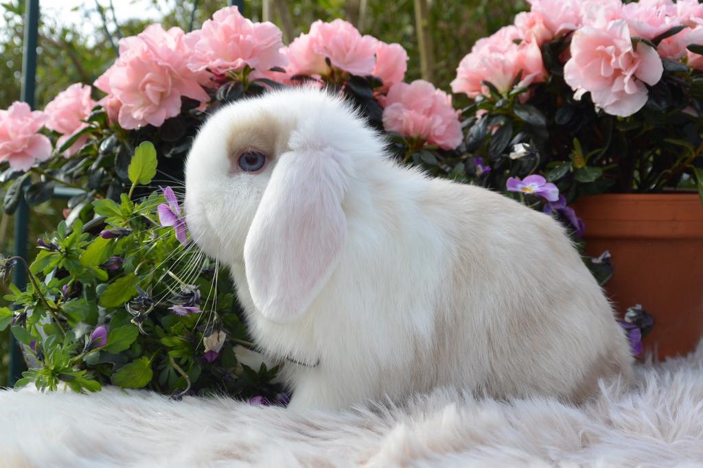 Prachtig choco sallander split minilop voedstertje, Dieren en Toebehoren, Vrouwelijk, Dwerg, Hangoor, 0 tot 2 jaar