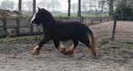 Forse, nuchtere jonge tinker met flink behang!!, Dieren en Toebehoren, Pony's, E pony (1.48m - 1.57m), Niet van toepassing, 0 tot 2 jaar