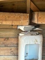 Thüringer duif, Dieren en Toebehoren, Meerdere dieren