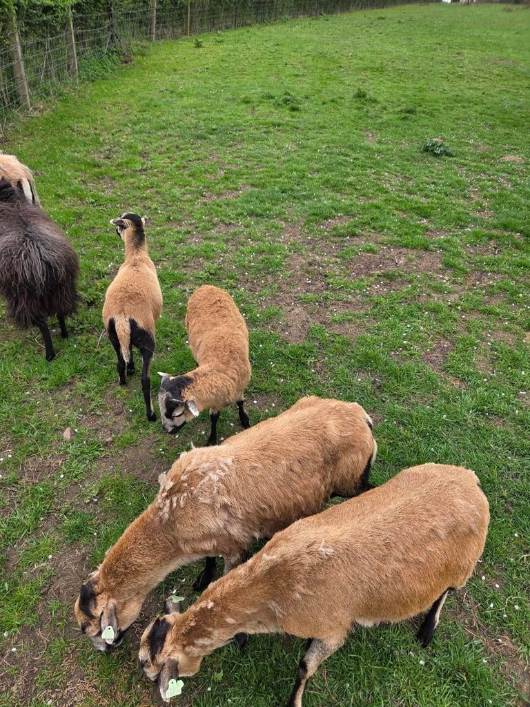 Kamaroen  bokje, Dieren en Toebehoren, Schapen, Geiten en Varkens, Mannelijk, Geit