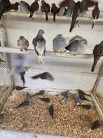 Diamant duifjes, Dieren en Toebehoren, Meerdere dieren, Overige soorten