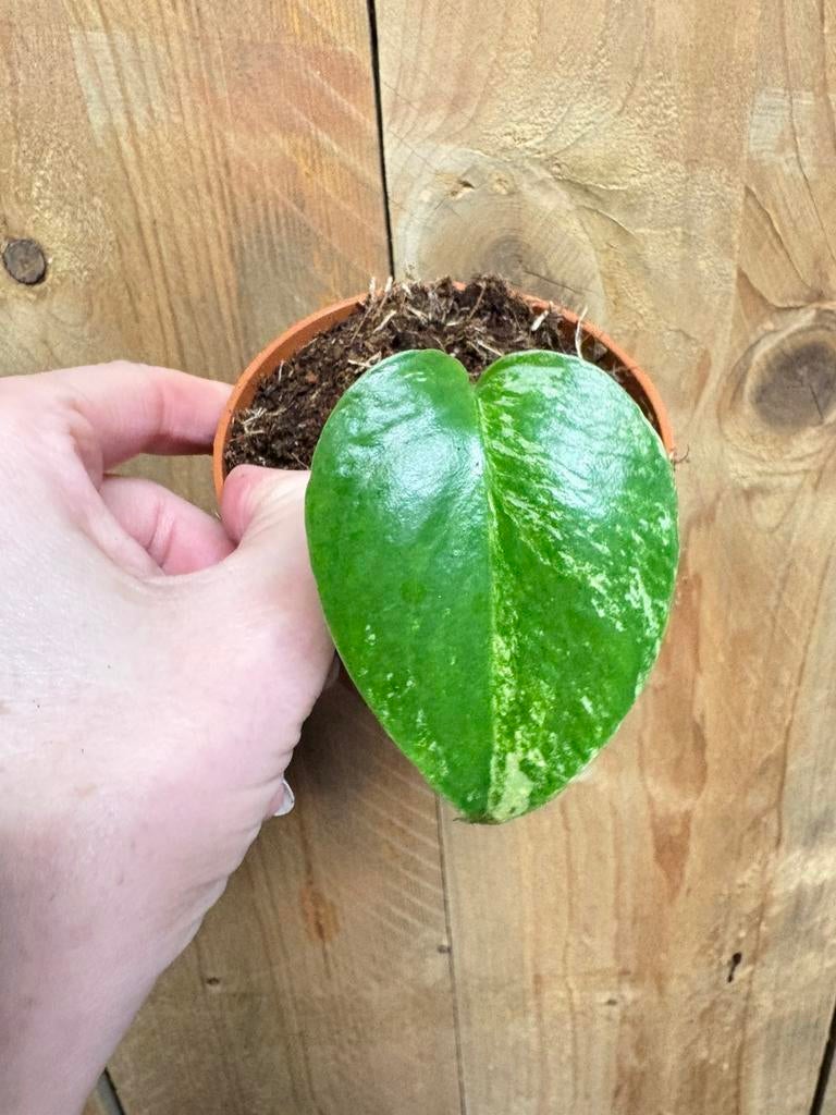 Monstera deliciosa variegata plant mint albo white wit large, Huis en Inrichting, Kamerplanten, Ophalen of Verzenden, Halfschaduw