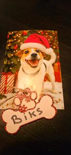 foxterrier - boerenfox, Reu, CDV (hondenziekte), Eén hond, Klein