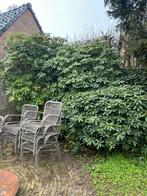 Rodondendron, zelf afhalen Laren, Volle zon, Lente, 100 tot 250 cm, Overige soorten