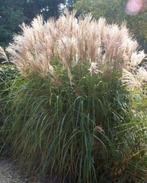 Miscanthus sinensis Chinees pracht riet in een 12 liter pot., Ophalen of Verzenden
