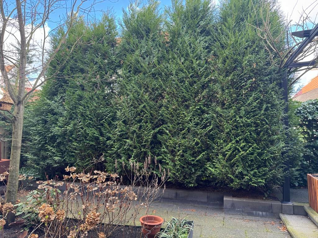 9 Grote Coniferen - Gratis af te halen, Tuin en Terras, Bloeit niet, Overige soorten, 250 tot 400 cm, Ophalen