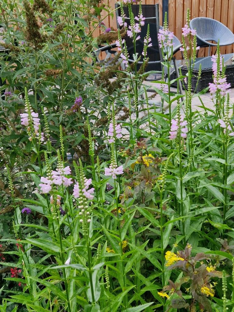 Stekjes Scharnierplant vaste plant, Ophalen of Verzenden