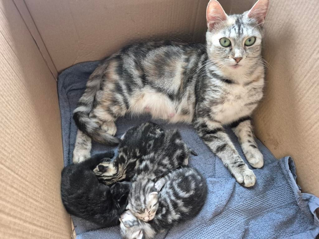 Savannah kittens, Meerdere dieren, 0 tot 2 jaar