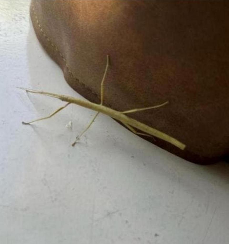 Prachtige jonge en volwassen wandelende takken, Wandelende tak