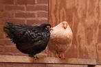 Kippen, diverse kippen, Dieren en Toebehoren, Pluimvee, Vrouwelijk, Kip
